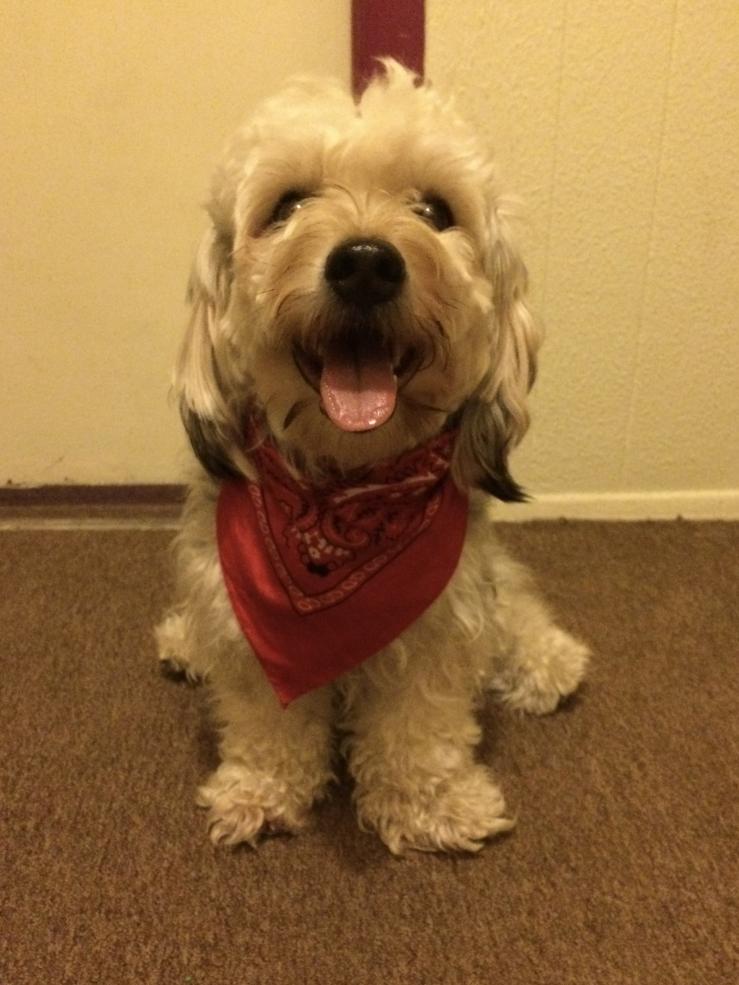Dog with a red bandana