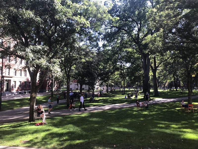 a sunny afternoon in harvard yard, with walking paths, people, and trees