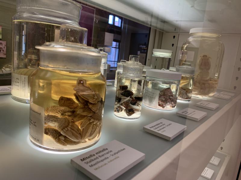 Picture of jars with preserved barnacles, shrimp, and centipedes