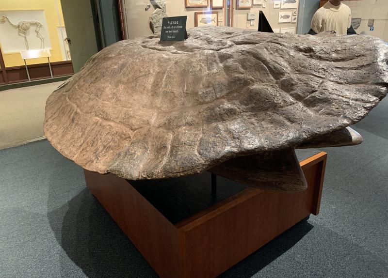 Picture of a giant turtle shell exhibit