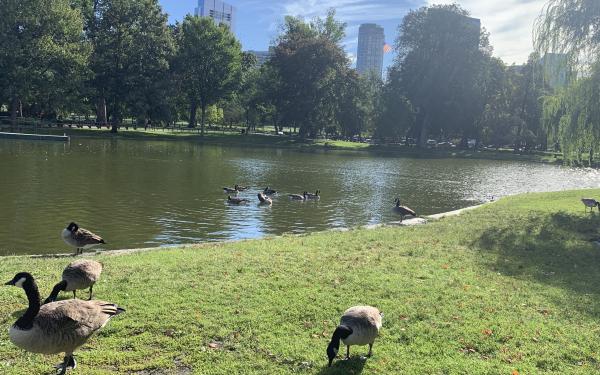 The Boston Commons pond- ft frolicking ducks