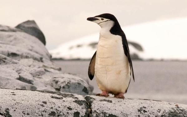 Penguin in Antarctica standing on a rock