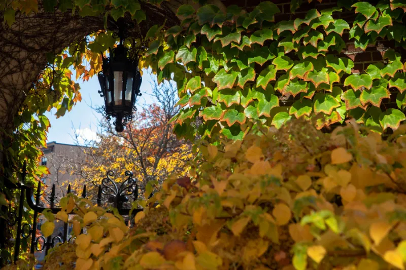 Fall foliage on Harvard's campus.