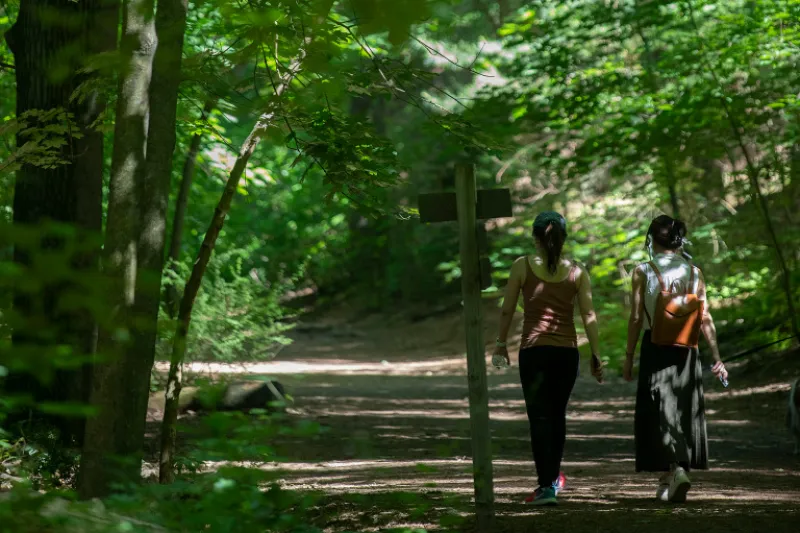 Two individuals walking through the forest. 