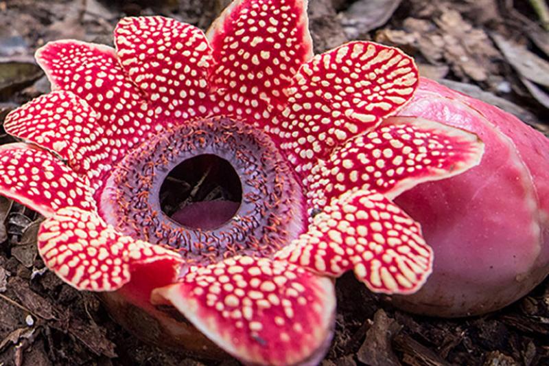 Sapria himalayana is found in Southeast Asia and its mottled red and white flower is about the size of a dinner plate.