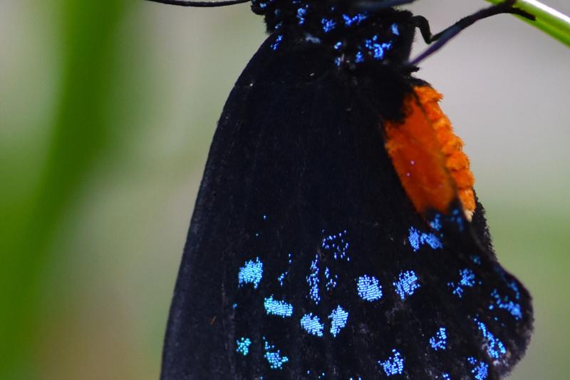 Atala hairstreak (Eumaeus atala) hanging delicately under a leaf of its cycad hostplant.