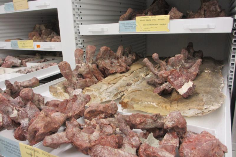 Vertebrae from a Dinodontosaurus, an extinct forerunner to mammals, in the collection at the Harvard Museum of Comparative Zoology.