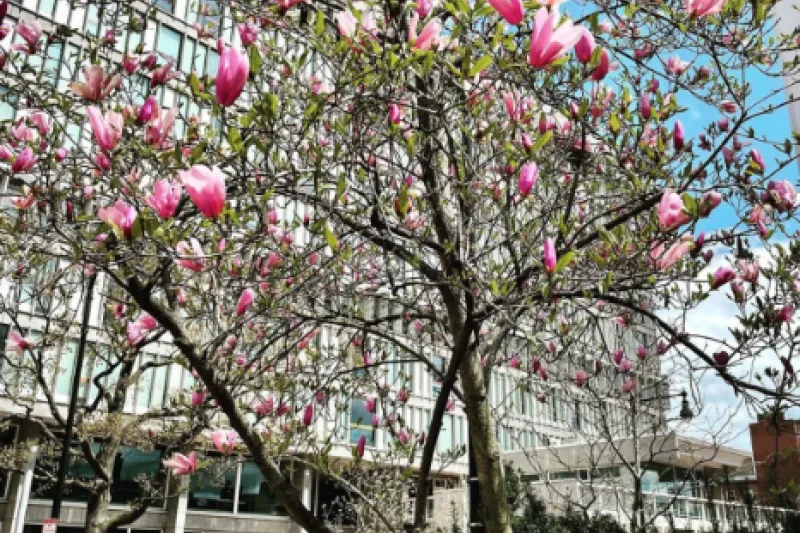 The Smith Campus Center which houses the Harvard University Health Services (HUHS) office on a Spring day.