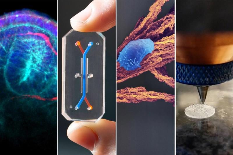 The Wyss Institute develops innovative technologies that mimic nature, including capillary invasion (from left) for 3D bioprinted kidneys; Organ Chips that help to accelerate drug development; scaffolds for the generation of T-cells; and PhonoGraft, a solution to repair eardrum perforations.