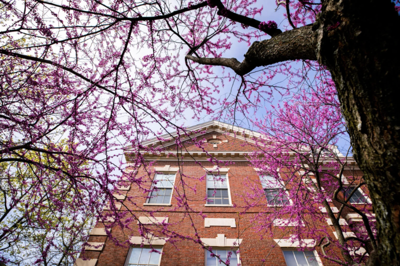 Flower tree in front of Harvard building