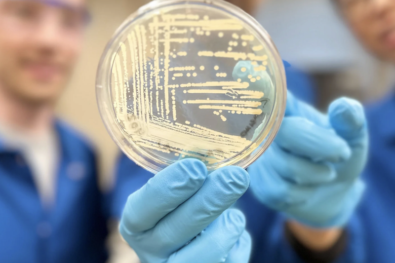 An agar plate containing colonies of Klebsiella pneumoniae bacteria, one of the drug-resistant strains the synthetic compound cresomycin has shown to combat.