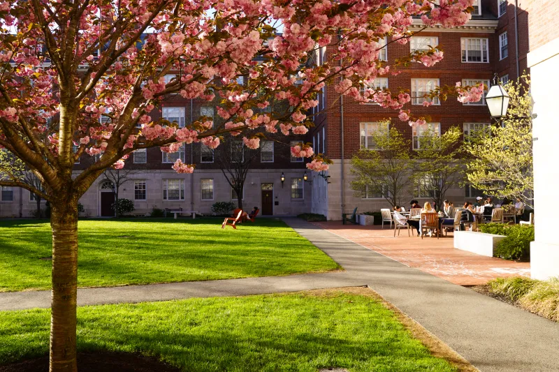 Campus on a sunny day, with a large blossoming cherry blossom tree and students sitting in the background studying.