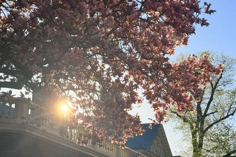 A blooming pink magnolia tree frames a brick campus building, with bright morning sunlight filtering through the blossoms under a clear blue sky.
