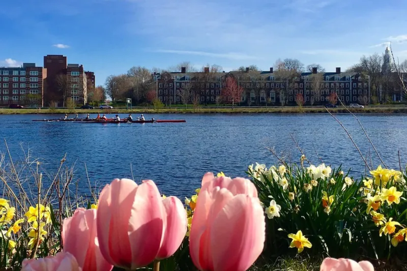 Pink tulips by the river with a rowing team on the water and brick campus buildings in the background.