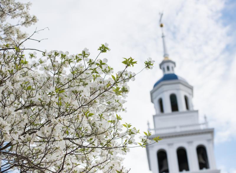 a tree with flowers in front of steeple