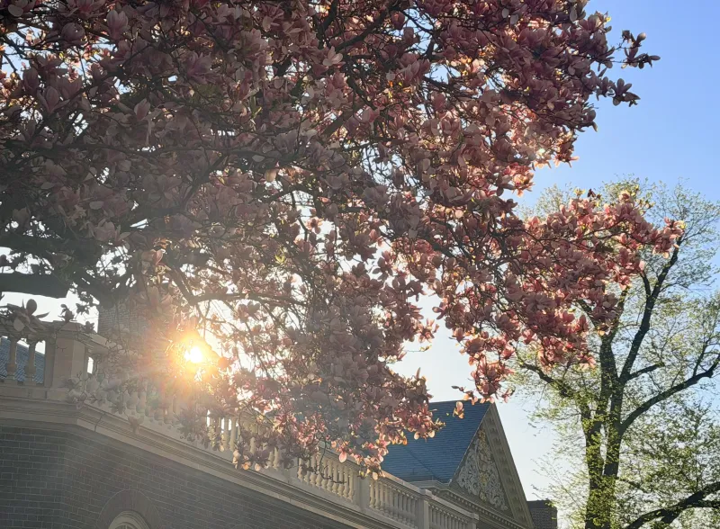 A blooming pink magnolia tree frames a brick campus building, with bright morning sunlight filtering through the blossoms under a clear blue sky.