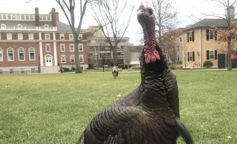 Turkey on Harvard's campus