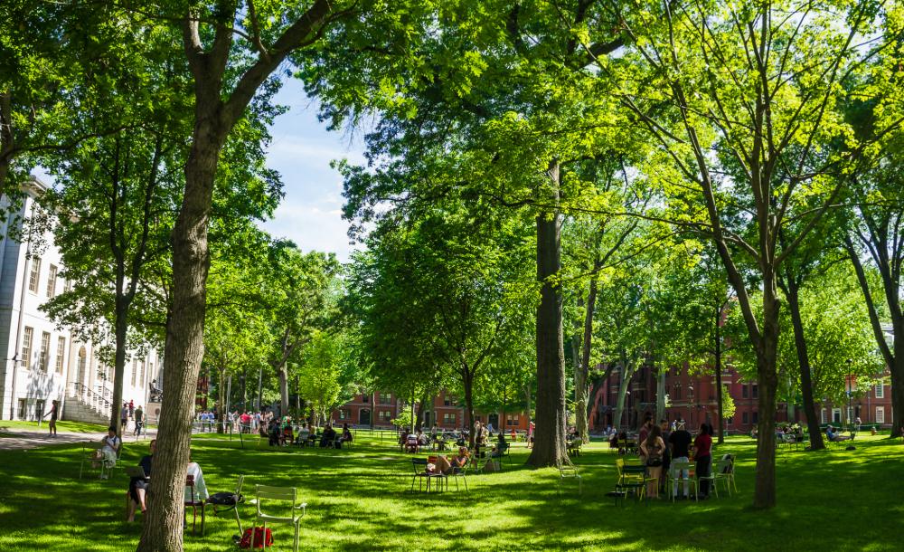 Harvard Yard in the summer