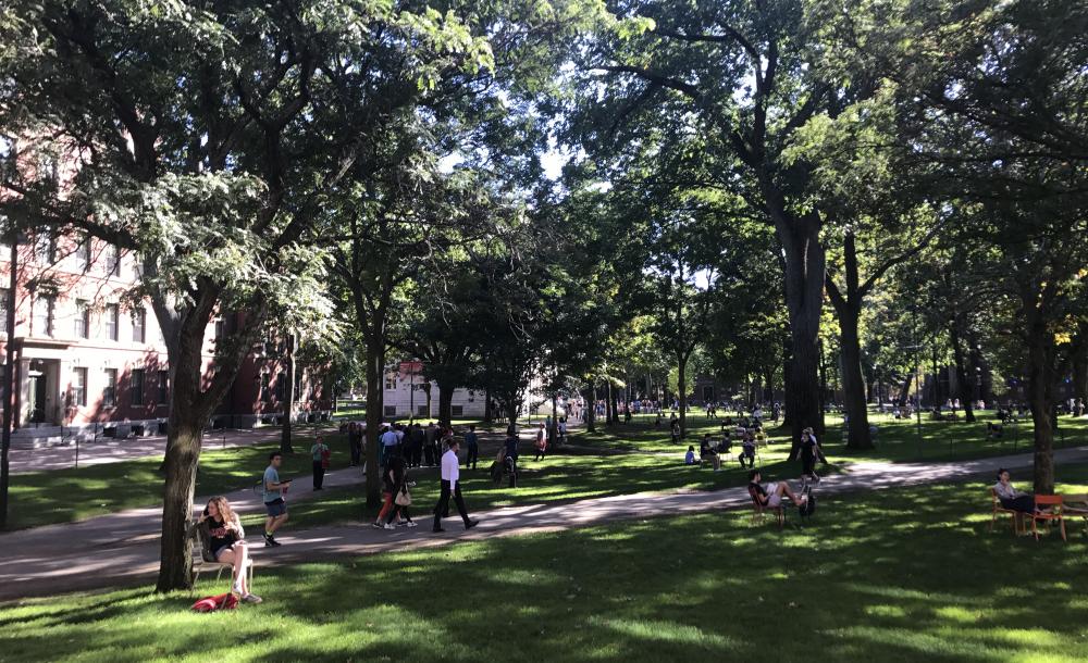a sunny afternoon in harvard yard, with trees, people, and walking paths
