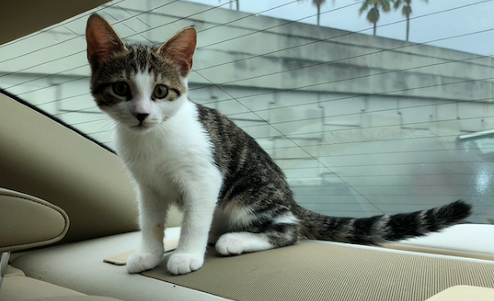 Kitten sitting in a car
