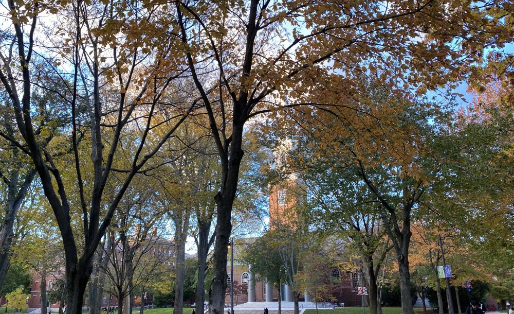 senior project vs thesis Fall foliage in Harvard Yard.