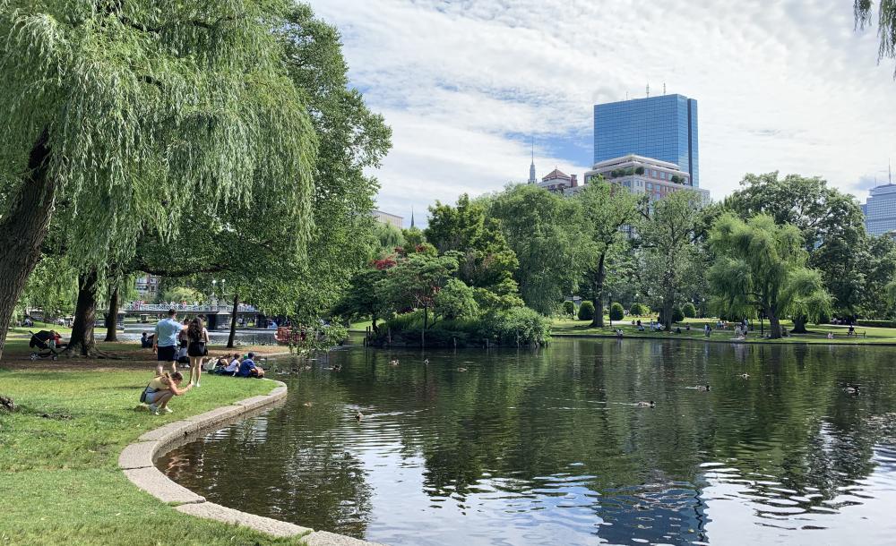 Picture of a pond at the Boston Public Garden with a tree on the side and in the background.