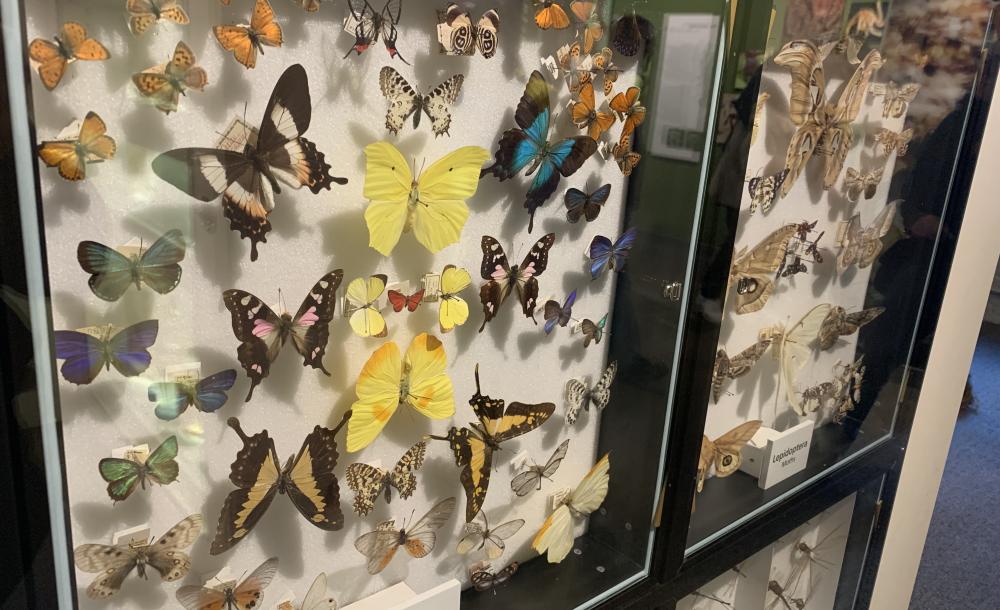Picture of display of colorful butterflies pinned inside a box framed with a transparent window.