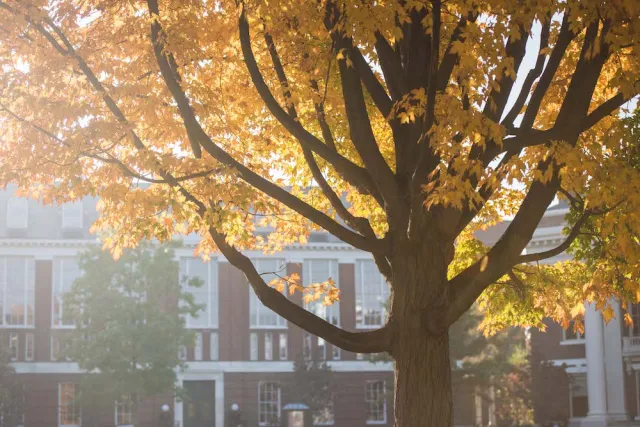 Tree with fall foliage