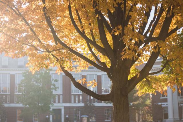 Tree with fall foliage