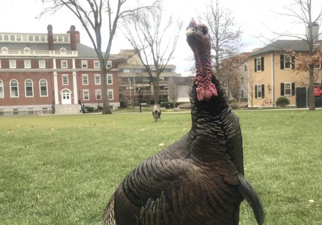 Turkey on Harvard's campus