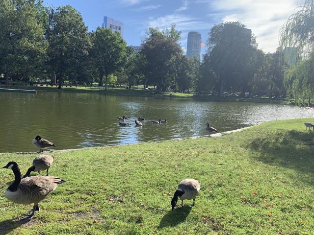 The Boston Commons pond- ft frolicking ducks