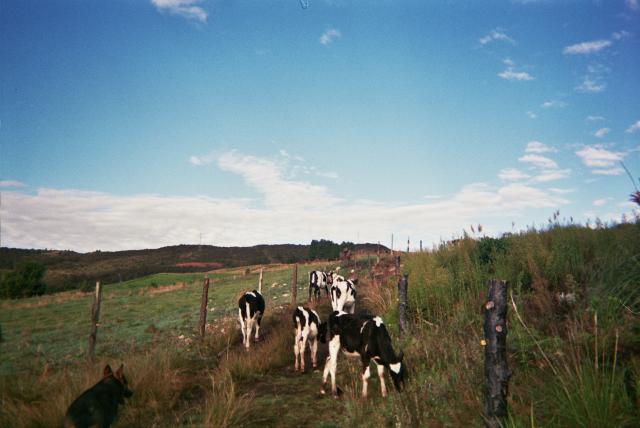 Ecuador landscape with cows