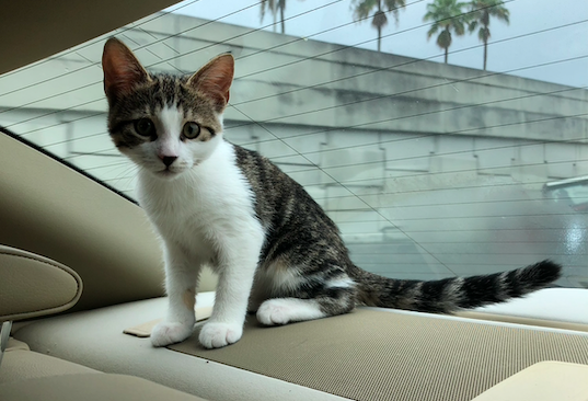 Kitten sitting in a car