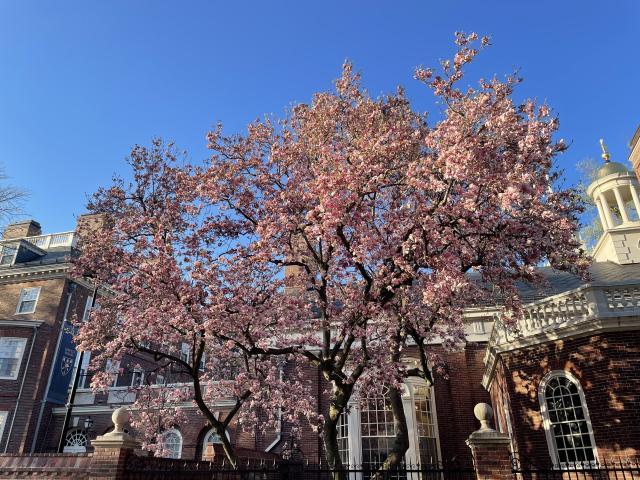 Blooming Cherry Blossom 