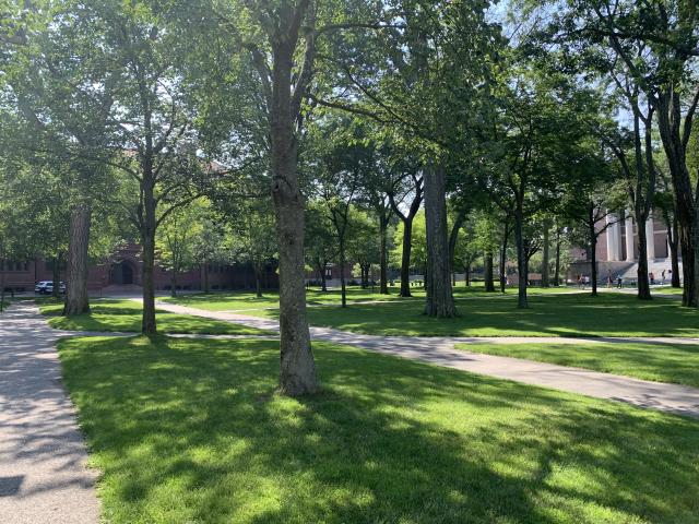 The sun shines through the trees on a sunny summer day in Harvard Yard