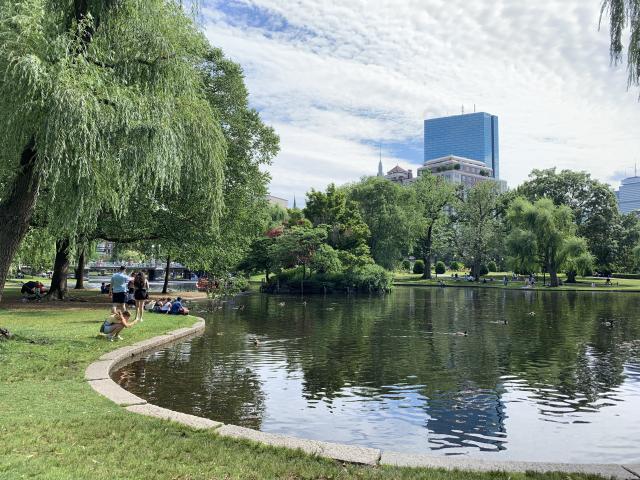 Picture of a pond at the Boston Public Garden with a tree on the side and in the background.