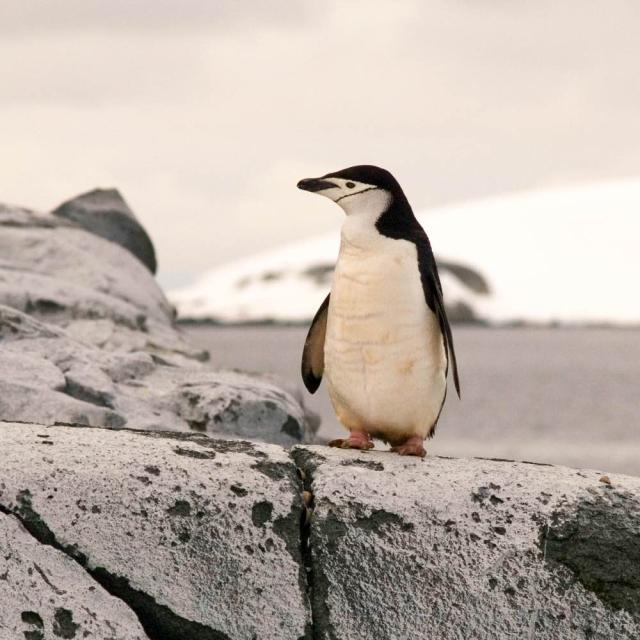 Penguin in Antarctica standing on a rock