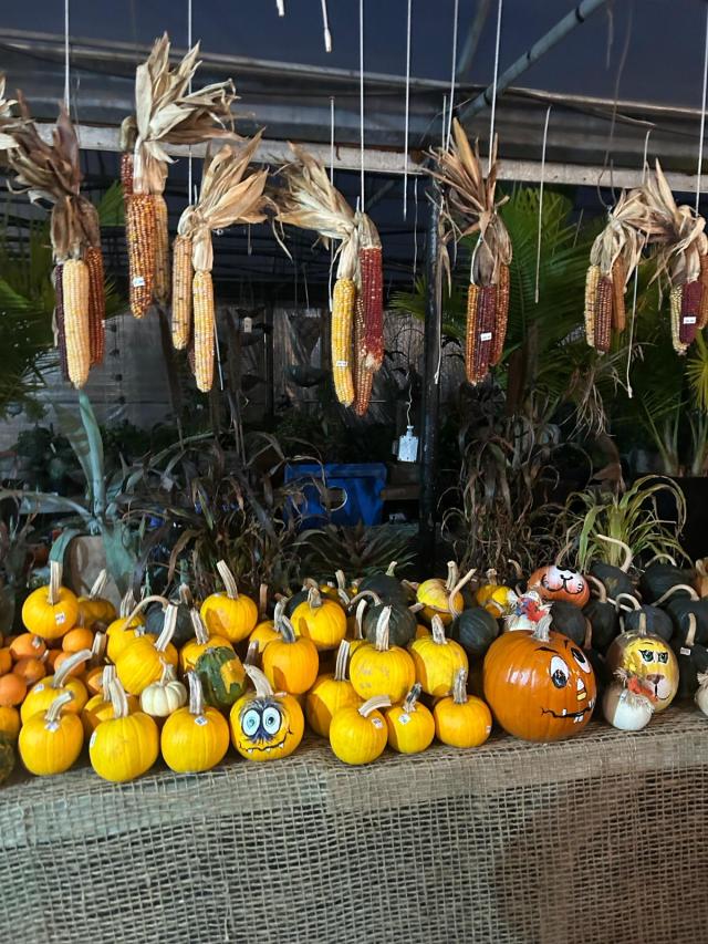 A bundle of pumpkins of different sizes