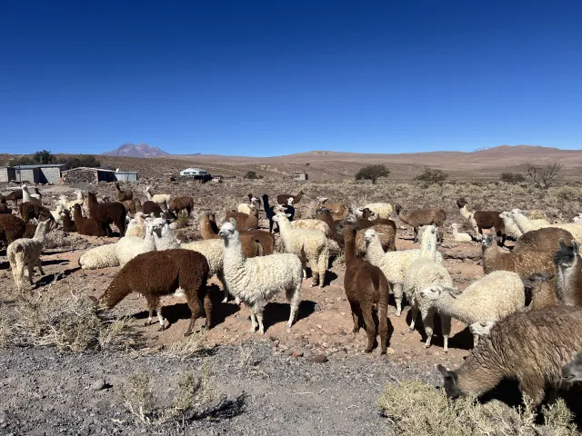 A picture of llamas!