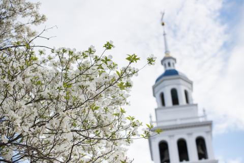 a tree with flowers in front of steeple