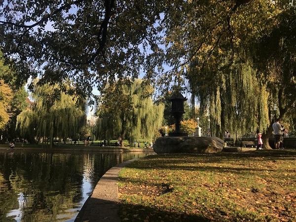 a waterside view of the boston public garden