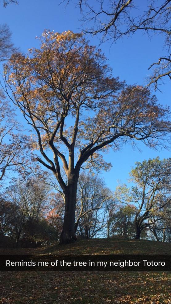 Large tree with autumn leaves in arboretum