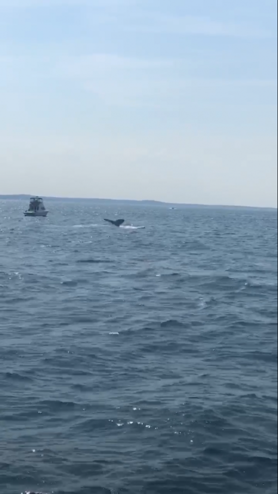 a whale diving