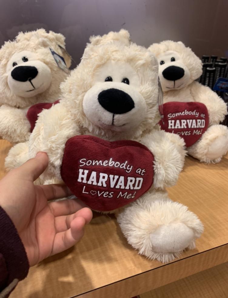 A white teddy bear with a heart that says "Somebody at Harvard loves me"