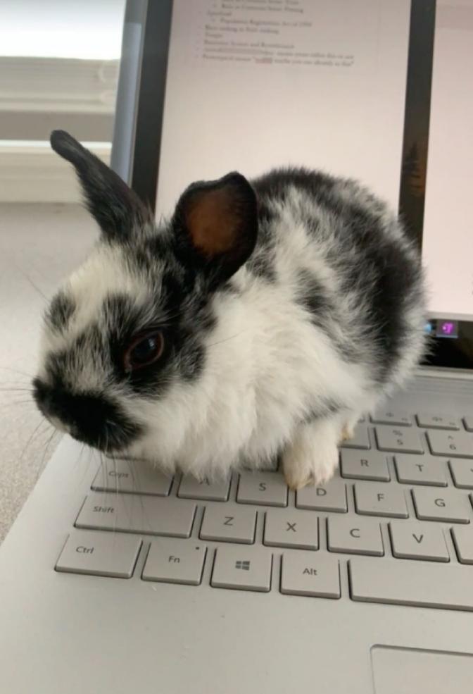 Rabbit on keyboard