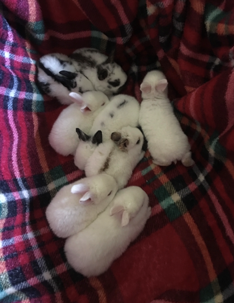 7 sleeping bunnies on blanket