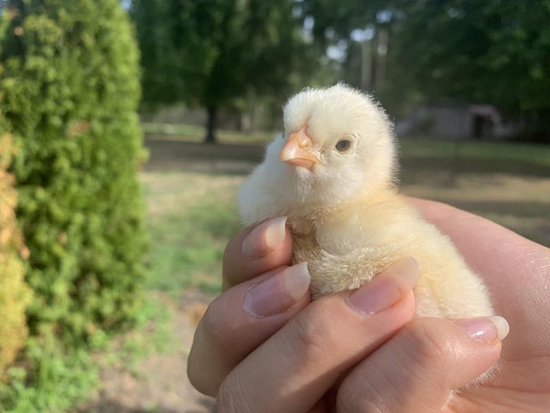 Yellow Chick in hand