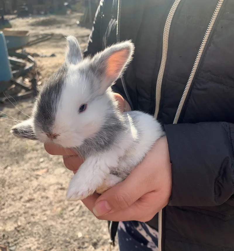 Bunny with white and gray fur