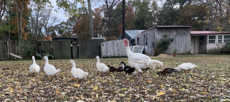 Turkey and ducks walking