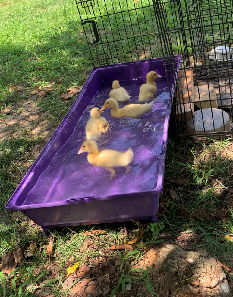 Ducklings swimming 